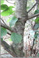 توسکای قشلاقی